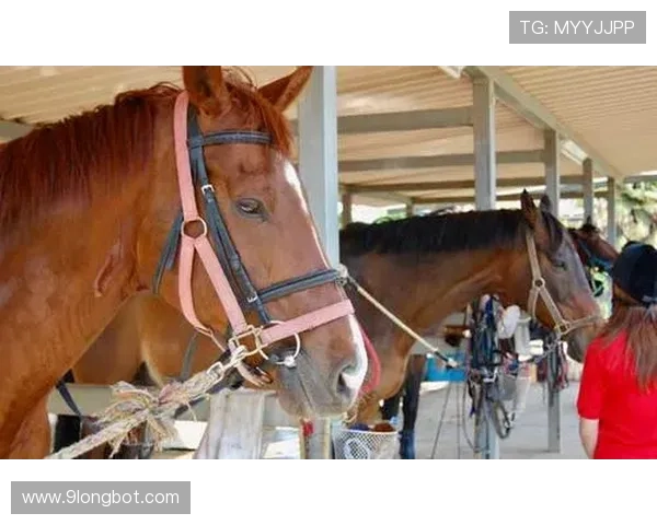 富里睡醒发现自家马场又多两匹新马，这日子过得比电影还离谱